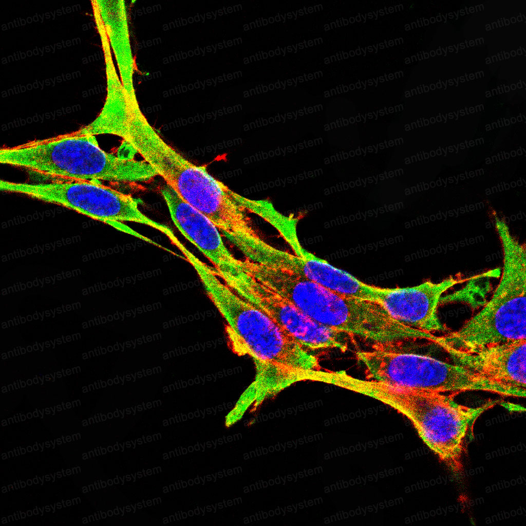 Валидация IF - AntibodySystem RHD79503