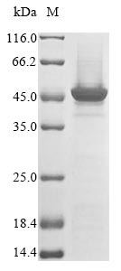 SDS-PAGE