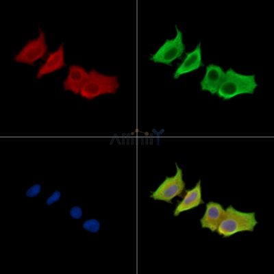 Валидация Affinity DF15518 - 11901