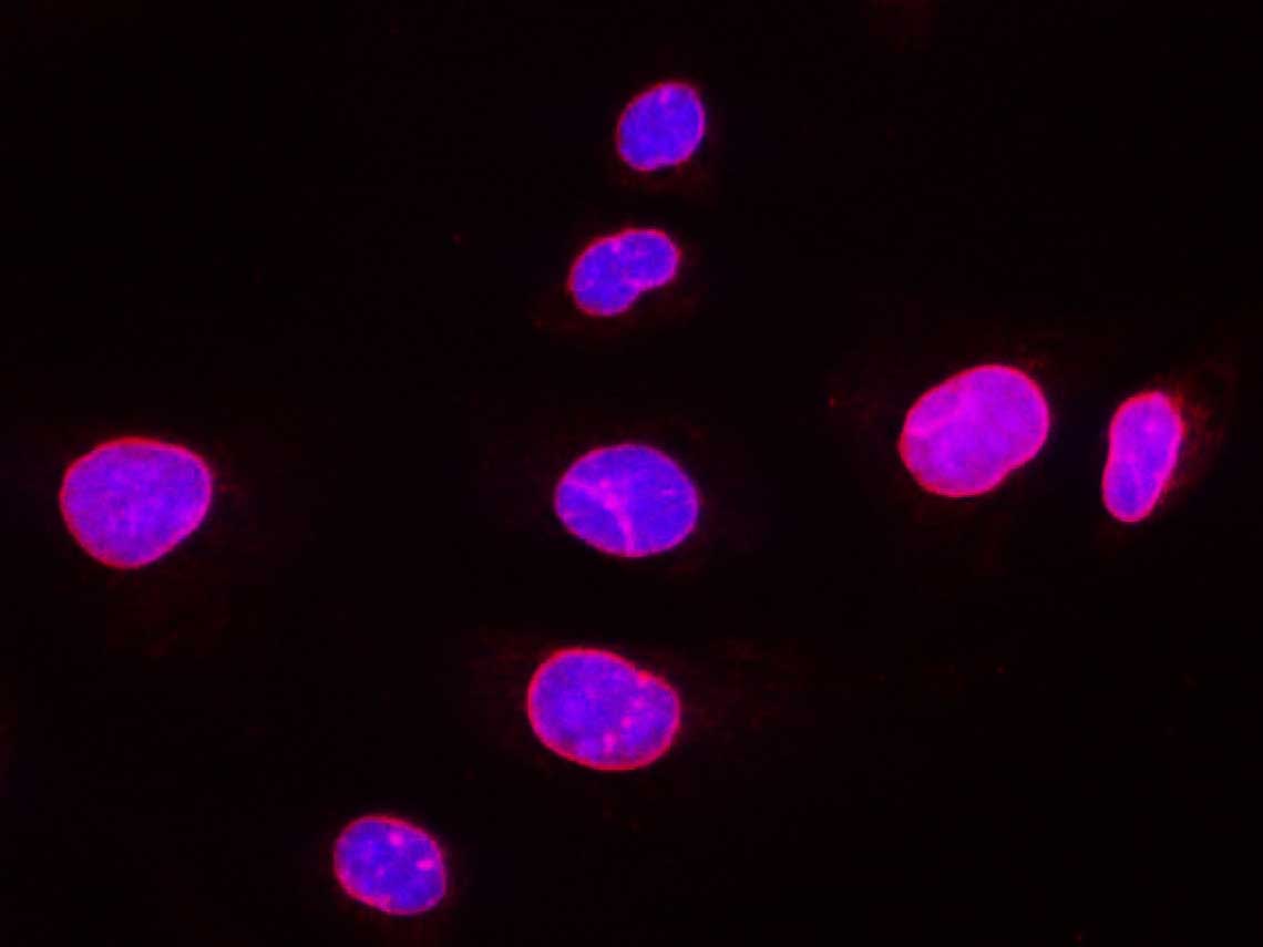 Валидация Elabscience AN005330L