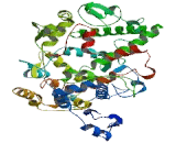 Prostaglandin Endoperoxide Synthase 2 (PTGS2)
