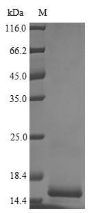 SDS-PAGE