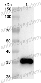 Валидация AntibodySystem PHB21501