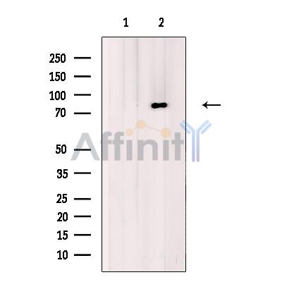 Валидация Affinity DF12302 - 6677