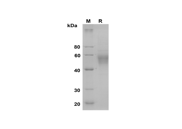 Валидация Elabscience PDMM100197(1153)