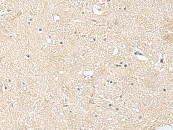 Валидация Elabscience E-AB-53277