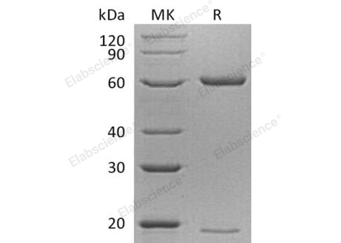 Валидация Elabscience PKSM041128(5044)