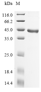 SDS-PAGE