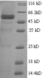 SDS-PAGE
