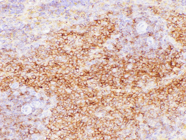 Валидация Elabscience D-AB-10189L