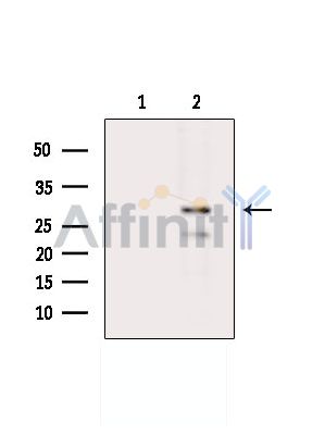 Валидация Affinity DF14561 - 10556