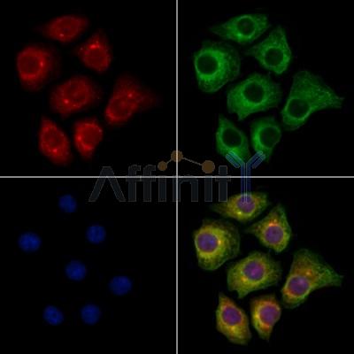 Валидация Affinity DF12127 - 6283