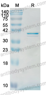 YHN12901, SDS-PAGE