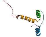 Major Histocompatibility Complex Class II Invariant Chain (MHCDG)