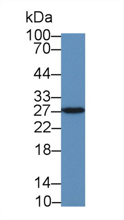 13729