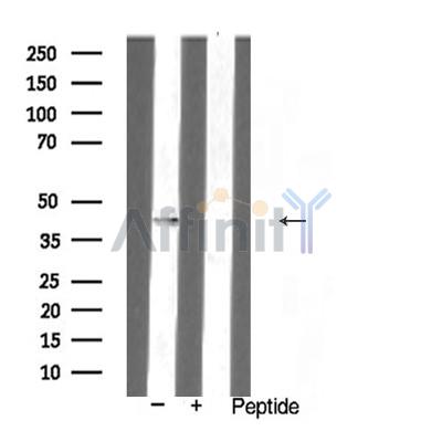 Валидация Affinity AF5361 - 2971