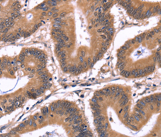 Валидация Elabscience E-AB-14896