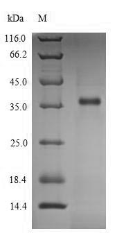 SDS-PAGE