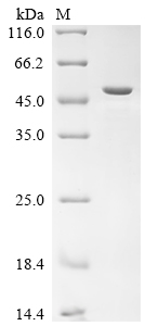 SDS-PAGE