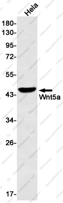Вестерн-блоттинг, Wnt5a, клетки HeLa