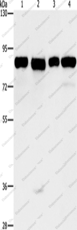Вестерн-блоттинг, MAD1L1, клетки HeLa, 231, HepG2 и Raji