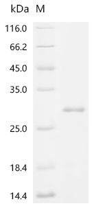 SDS-PAGE