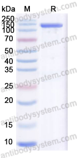 Валидация AntibodySystem YXX05202