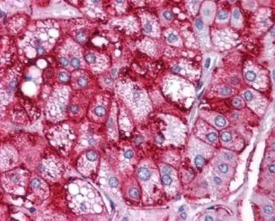 Валидация AssayVector ARM2655(4957)