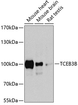 Валидация Elabscience E-AB-62443
