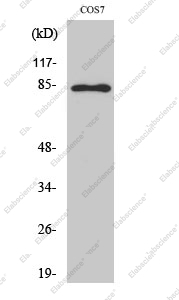 Вестерн-блоттинг, Phospho-Stat1 (Tyr701), клетки COS-7