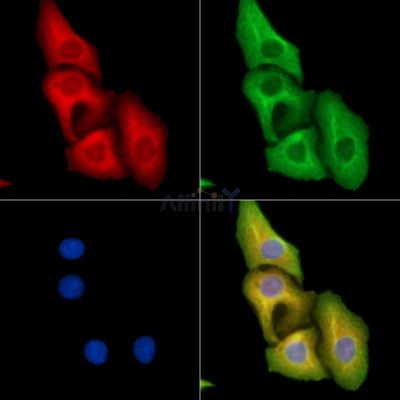 Валидация Affinity DF14195 - 10021