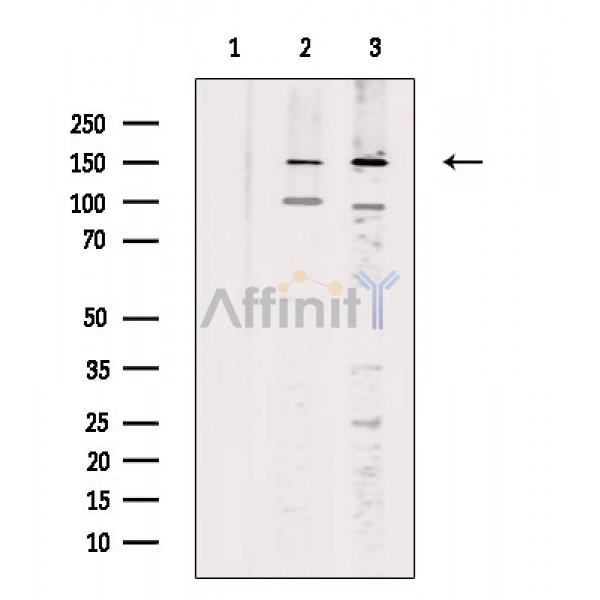 Валидация Affinity DF9731 - 22532