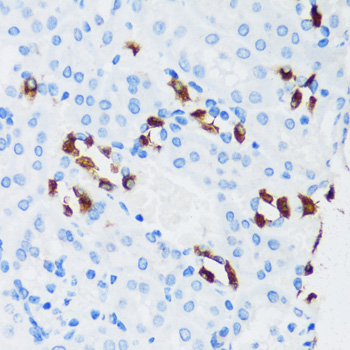 Валидация Elabscience E-AB-65007