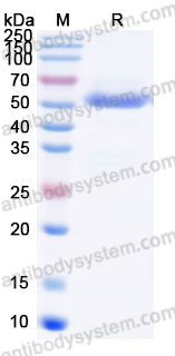 Валидация AntibodySystem EVV34401