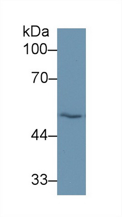 13147