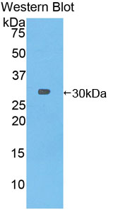56843