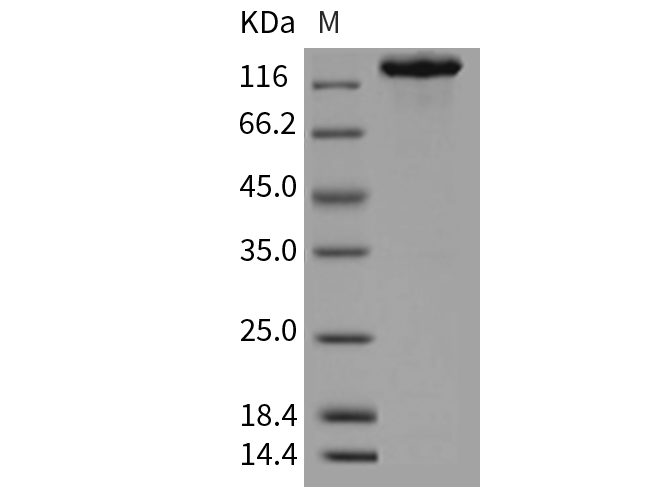 Валидация Elabscience PKSM040333(4337)