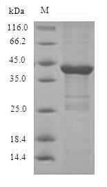 SDS-PAGE