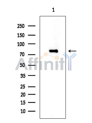 Валидация Affinity DF7519 - 19262