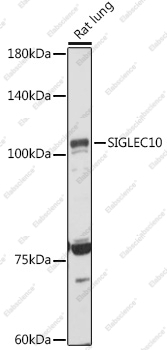 Вестерн-блоттинг, SIGLEC10, ткань легкого крысы