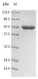 SDS-PAGE