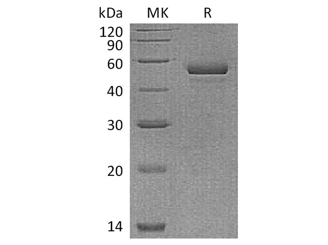 Валидация Elabscience PKSH033580(3874)