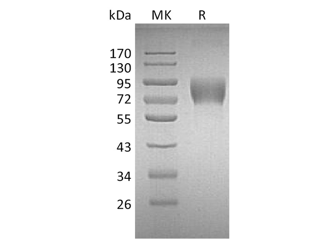 Валидация Elabscience PKSH033729(4007)