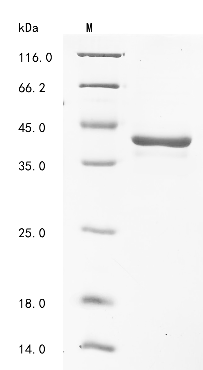 SDS-PAGE