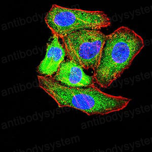 Валидация IF - AntibodySystem RMA95504