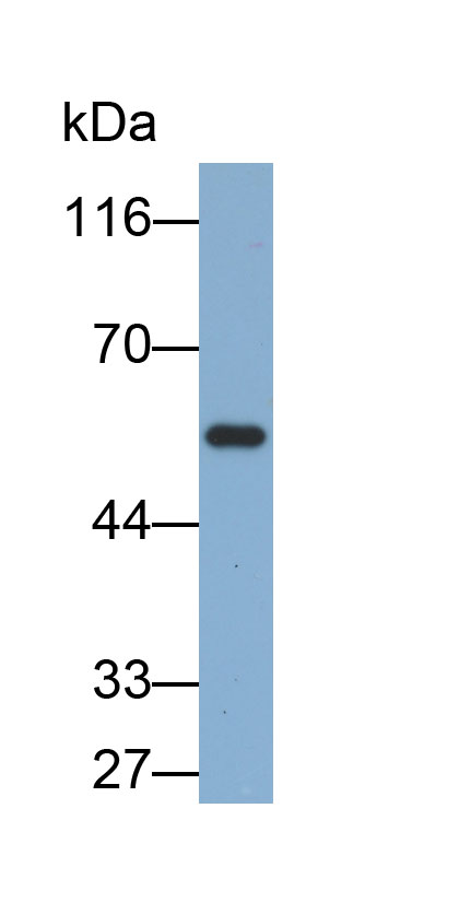 33050