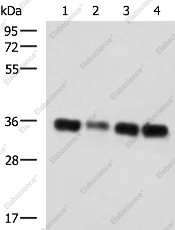 Вестерн-блоттинг, GRHPR, клетки 293T