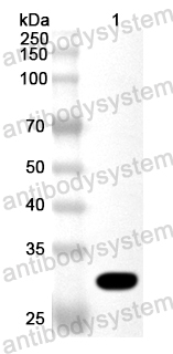 Валидация AntibodySystem PXX21401