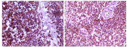 Валидация AntibodySystem RHE46002