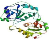 Mercaptopyruvate Sulfurtransferase (MPST)
